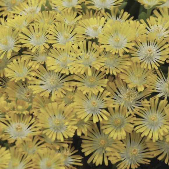 Close-up of Delosperma Hot Cakes® ‘Banana Blast’.