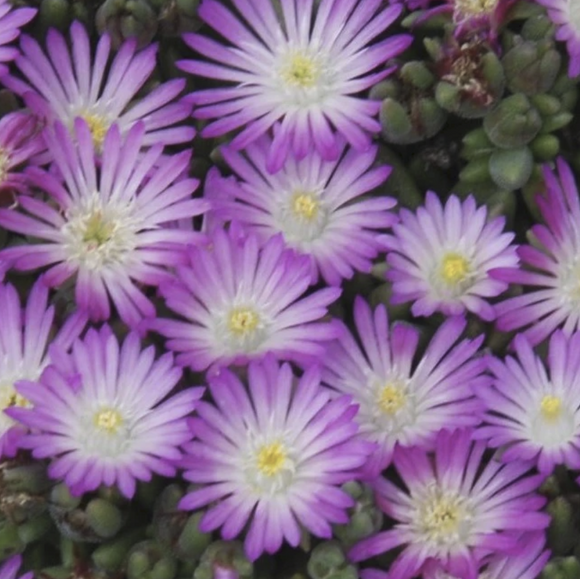 Close-up of Delosperma Hot Cakes® 'Fig Fusion' PP31343