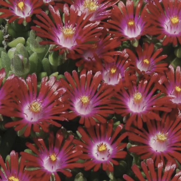 Close-up of vibrant Delosperma Hot Cakes® 'Saucy Strawberry' PP31219