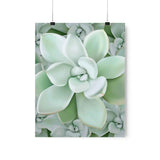 Pachyveria Haagei Succulent Pattern Botanical Print – Unframed Wall Art