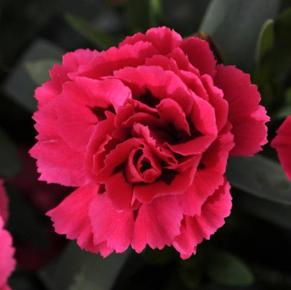 Dianthus 'Oscar® Cherry Velvet' - Qt. Pots - Flat of 10