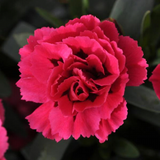 Dianthus 'Oscar® Cherry Velvet' - Qt. Pots - Flat of 10