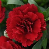 Dianthus 'Oscar® Dark Red' - Qt. Pots - Flat of 10
