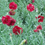 Dianthus x 'Fire Star' PP14895' - Qt. Pots - Flat of 10