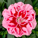 Dianthus 'Oscar® Purple Star' - Qt. Pots - Flat of 10