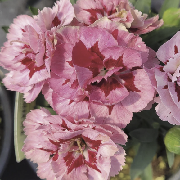 Dianthus 'Oscar® Purple Star' - Qt. Pots - Flat of 10