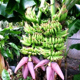 Double Mahoi Dwarf Banana Plant on a tree with pink flowers in the foreground