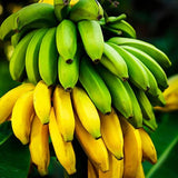 Cavendish Dwarf Banana Plant on a tree
