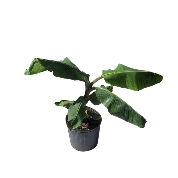 Kokopo, Patupi Dwarf Banana Plant on a white background