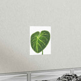 Philodendron Gloriosum Botanical Print – Unframed Wall Art