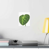 Philodendron Gloriosum Botanical Print – Unframed Wall Art