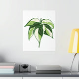 Philodendron Cream Splash Botanical Print – Unframed Wall Art