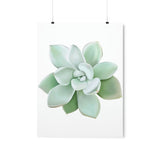 Pachyveria Haagei Succulent Botanical Print – Unframed Wall Art