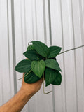 4" Hoya 'Pottsii'