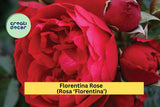 Florentina Rose Cuttings – 3 Unrooted Stems for Grafting or Rooting – Rosa ‘Florentina’ Climbing Rose, Rare Red Flower Variety
