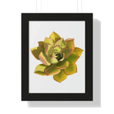 Noble Aeonium Succulent Framed Print – Botanical Wall Art