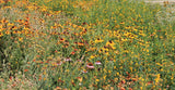 Field of wildflowers with a mix of yellow, orange, and red flowers. Western Wonders Native Wildflower Mix