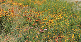 Field of wildflowers with a mix of yellow, orange, and red flowers. Southwest Native Meadowscaping Mix Alternative Lawn Seed