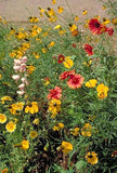 Colorful flower garden with various flowers including red, yellow, and pink. Western Wonders Native Wildflower Mix