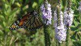 Monarch butterfly on a purple flower with a blurred green background Monarch Meadow Native Mix