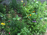 Garden with a variety of plants and flowers Hummingbird Haven Mix