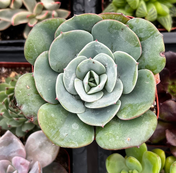 Close-up of Echeveria 'Atlantis' plant with a blurred background