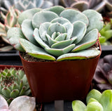 Echeveria 'Atlantis' in a pot surrounded by other plants