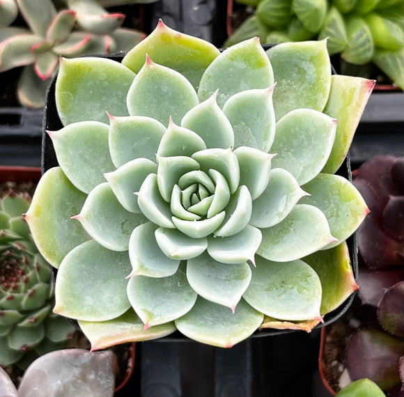 Close-up of Echeveria 'Blue Atoll' plant with a blurred background