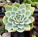 Close-up of Echeveria 'Blue Atoll' plant with a blurred background