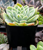 Echeveria 'Blue Atoll' plant in a black pot surrounded by other plants