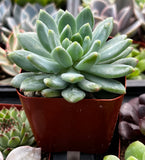 × Sedeveria ‘Blue Elf’ plant in a pot with other plants in the background