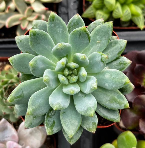 Close-up of a × Sedeveria ‘Blue Elf’ plant with a blurred background