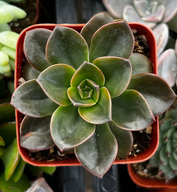 Echeveria 'Melaco Brown Rose' in a red pot with blurred background