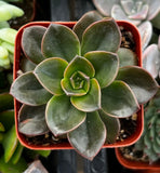 Echeveria 'Melaco Brown Rose' in a red pot with blurred background