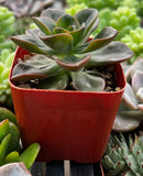 Echeveria 'Melaco Brown Rose' in a red pot surrounded by other plants