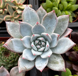 Close-up of a Echeveria 'Blue Bird' with a soft focus background