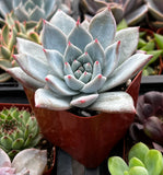 Close-up of a Echeveria 'Blue Bird' plant with other plants in the background