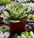 Echeveria 'Derosa' plant in a pot surrounded by other succulents