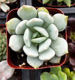 Echeveria elegans 'Blue'  plant in a red pot with other plants in the background