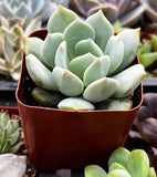 Echeveria elegans 'Blue' plant in a red pot surrounded by other plants