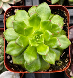 Echeveria 'Emerald Ripple' in a pot with a blurred background