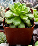 Echeveria 'Emerald Ripple' in a brown pot with other plants in the background