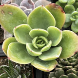 Close-up of Echeveria Golden Glow plant with a blurred background