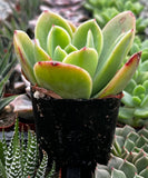 Close-up of Echeveria Golden Glow plant with green leaves and red tips, surrounded by other succulents.