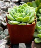 Echeveria 'Lime and Chile'plant in a red pot surrounded by other succulents