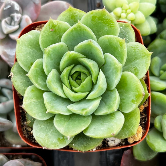 Green Echeveria 'Lime and Chile'plant in a pot with a blurred background