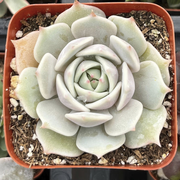 Echeveria 'Lola' plant in a pot with a blurred background