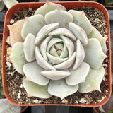 Echeveria 'Lola' plant in a pot with a blurred background