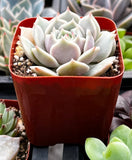 Echeveria 'Lola' in a red pot with other plants in the background