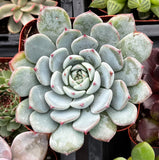 Echeveria minima aka Blue Rosette